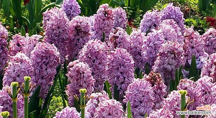 揭开风信子花语背后的神秘色彩密码 风信子花语之色彩的含义