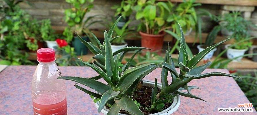 探索花朵绽放中的内在意义 以波路开花