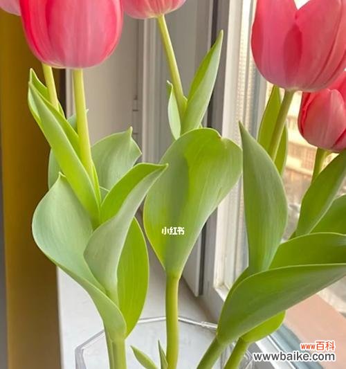 探索花朵绽放中的内在意义 以波路开花