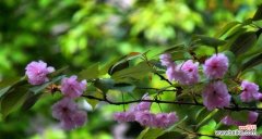 探索花朵之语 时光之约