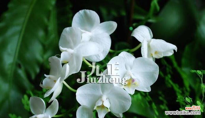 传承中华文化的花朵-兰花 探索兰花的花语之美