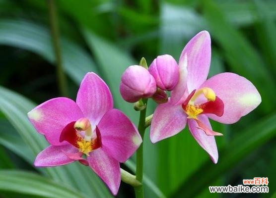 传承中华文化的花朵-兰花 探索兰花的花语之美