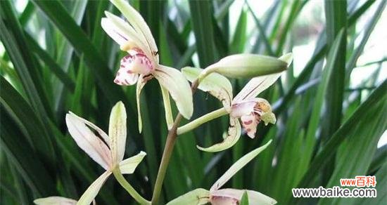 传承中华文化的花朵-兰花 探索兰花的花语之美