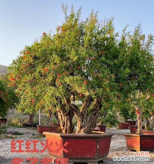 迎福招财的盆栽植物推荐 多子多福的盆栽植物之意