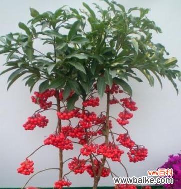 迎福招财的盆栽植物推荐 多子多福的盆栽植物之意