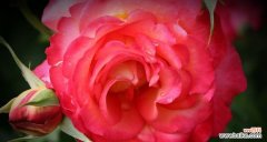 绚丽多彩的玫红月季品种 玫红月季花语之美