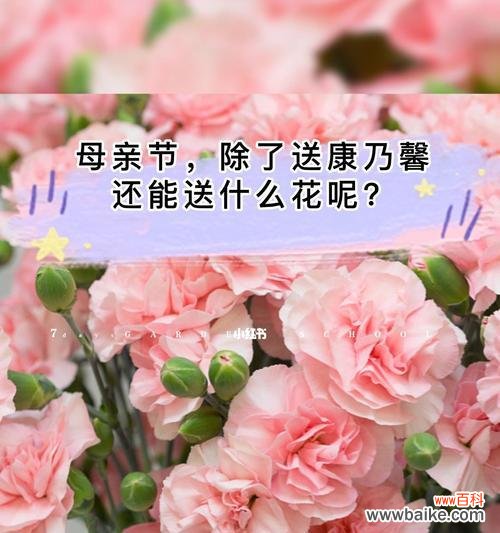 美丽的康乃馨 康乃馨的花语——不同颜色的含义