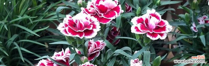 美丽的康乃馨 康乃馨的花语——不同颜色的含义