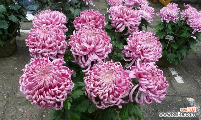 菊花的象征和文化意义 菊花的寓意和含义