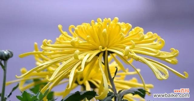 菊花的象征和文化意义 菊花的寓意和含义