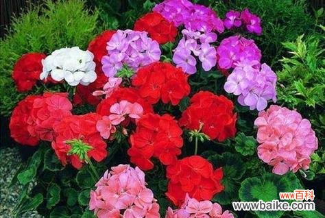 探寻天竺葵的内涵与象征 天竺葵的花语与代表意义