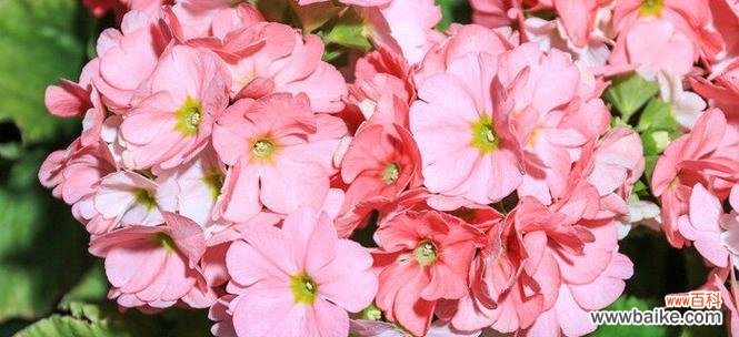 探寻天竺葵的内涵与象征 天竺葵的花语与代表意义