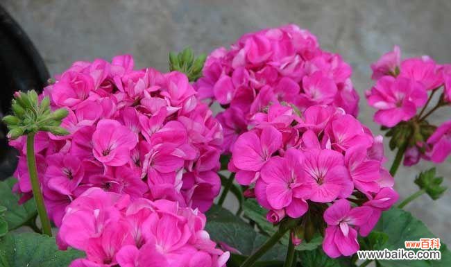 探寻天竺葵的内涵与象征 天竺葵的花语与代表意义