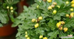 传递温暖的黄菊花 黄菊花的花语