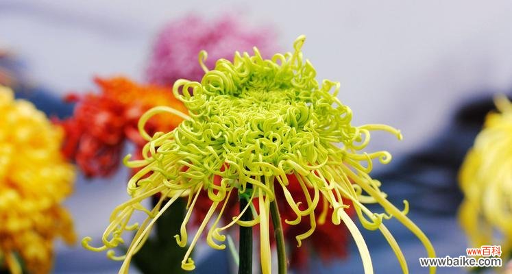 传递温暖的黄菊花 黄菊花的花语