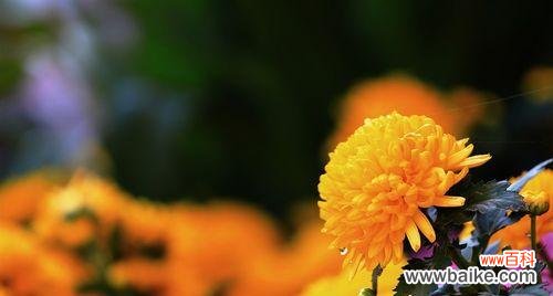 传递温暖的黄菊花 黄菊花的花语