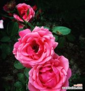 揭开月季花语的奥秘 月季花语