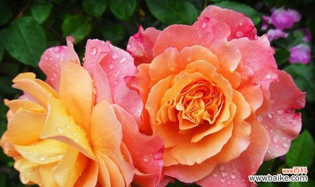 探索橙色蔷薇独特的象征意义 橙色蔷薇的花语与代表意义