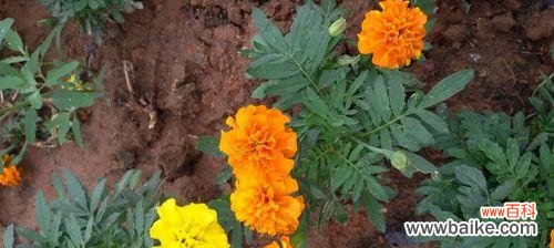 探索橙色蔷薇独特的象征意义 橙色蔷薇的花语与代表意义