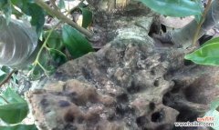 解读沉香树的寓意与神奇效应 沉香树风水之奇妙力量