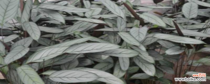 揭秘常春藤的风水福利及注意事项 常春藤风水