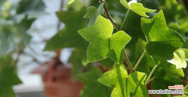 揭秘常春藤的风水福利及注意事项 常春藤风水