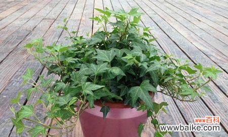 用花语解读常春藤的寓意 常春藤的花语