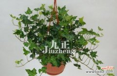 用花语解读常春藤的寓意 常春藤的花语