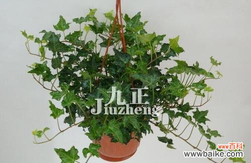 用花语解读常春藤的寓意 常春藤的花语