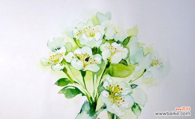 以茶蘼花的寓意和象征力探索人生智慧 茶蘼花