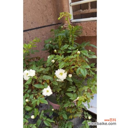 以茶蘼花的寓意和象征力探索人生智慧 茶蘼花