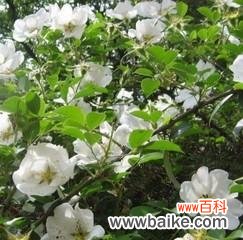 品味花海 以茶蘼的花语与意义