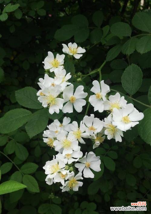 品味花海 以茶蘼的花语与意义