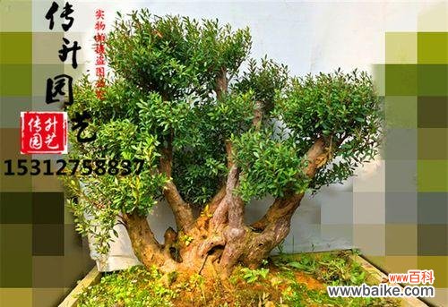 运势昌盛 赤楠盆景的风水寓意与摆放位置