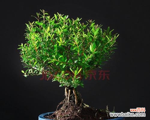 运势昌盛 赤楠盆景的风水寓意与摆放位置