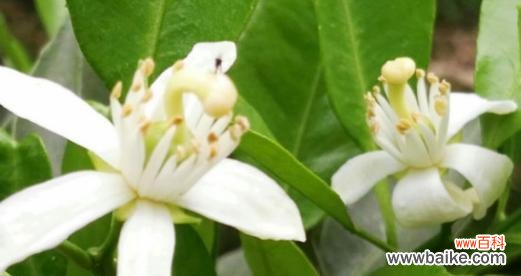 探寻橙子背后的深意 橙子的象征意义与代表