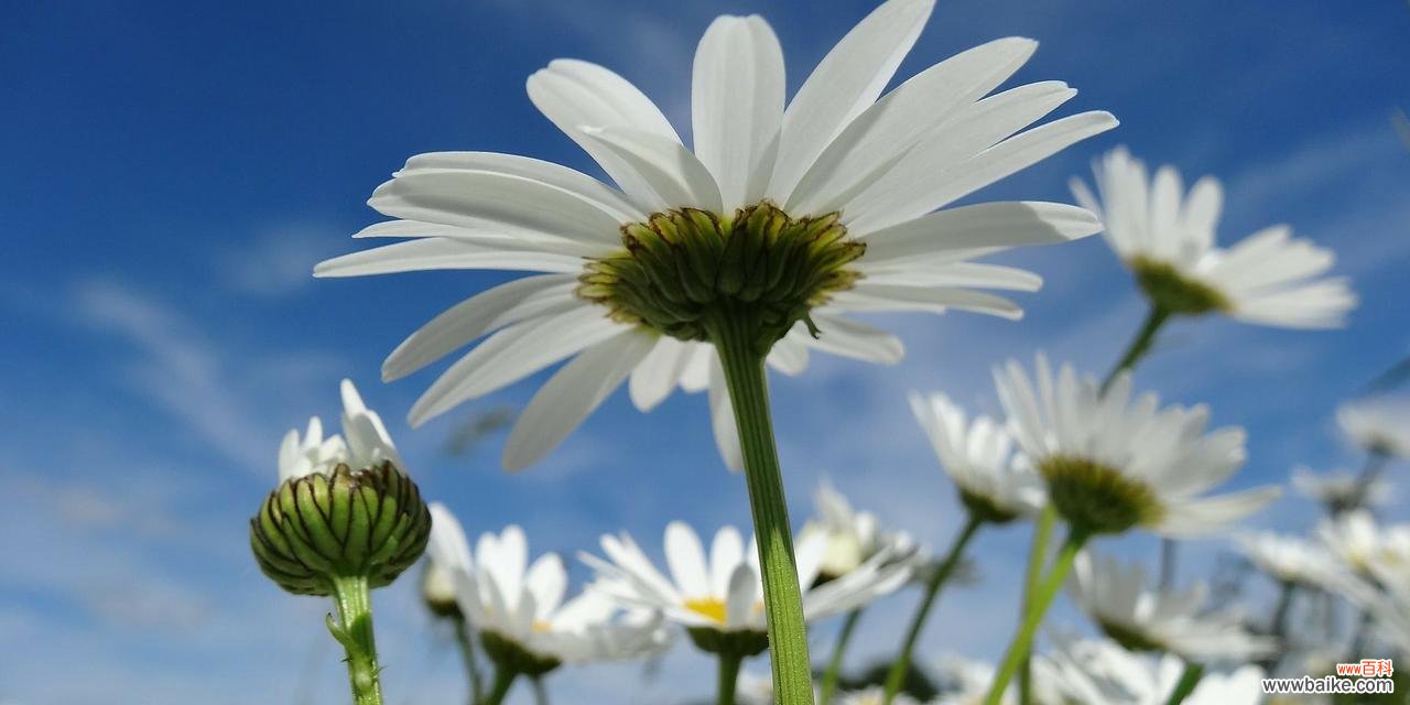 雏菊花语和寓意