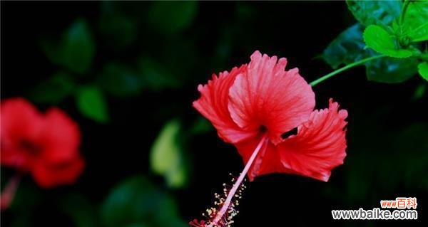 悠远之美传承百年 扶桑花的寓意与象征