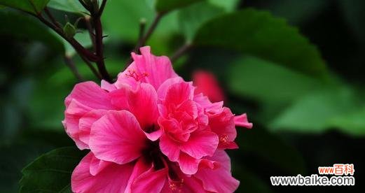 悠远之美传承百年 扶桑花的寓意与象征