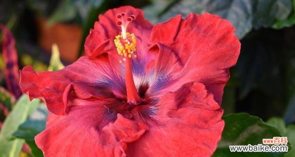 悠远之美传承百年 扶桑花的寓意与象征