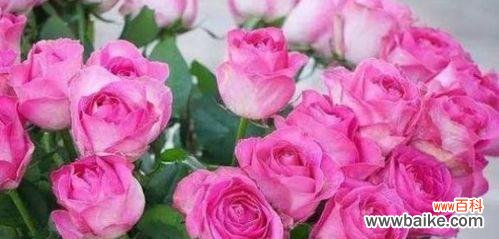 解析玫瑰花的数量与意义 玫瑰的数量象征含义