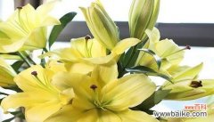 以鲜花为媒传达感谢之情 感谢之花