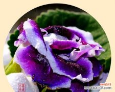 探究大岩桐花的风水福运与布置要点 大岩桐花的风水寓意与摆放位置