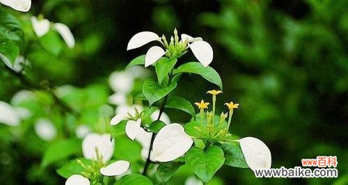 盛放向阳的希望 不放弃的花——坚持不懈的力量