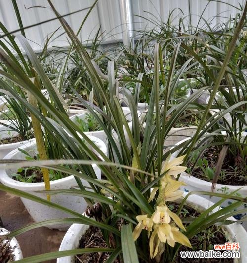 盛放向阳的希望 不放弃的花——坚持不懈的力量