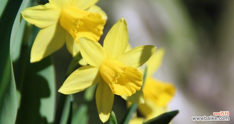 探索玫瑰的浪漫与坚贞 爱情专一之花——玫瑰的神奇故事