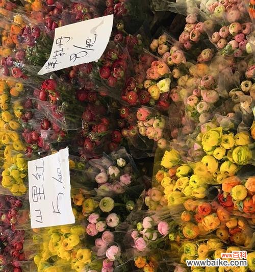 探索玫瑰的浪漫与坚贞 爱情专一之花——玫瑰的神奇故事