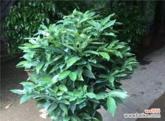 探索大叶女贞的风水福利与布置技巧 以大叶女贞的风水寓意和摆放位置