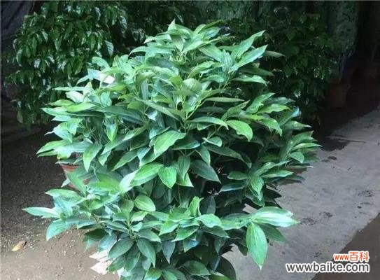 探索大叶女贞的风水福利与布置技巧 以大叶女贞的风水寓意和摆放位置