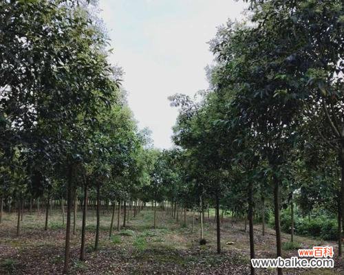 探索大叶女贞的风水福利与布置技巧 以大叶女贞的风水寓意和摆放位置